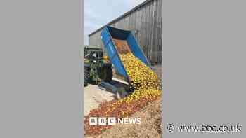 Drought leaves 'barely any apples' for cider