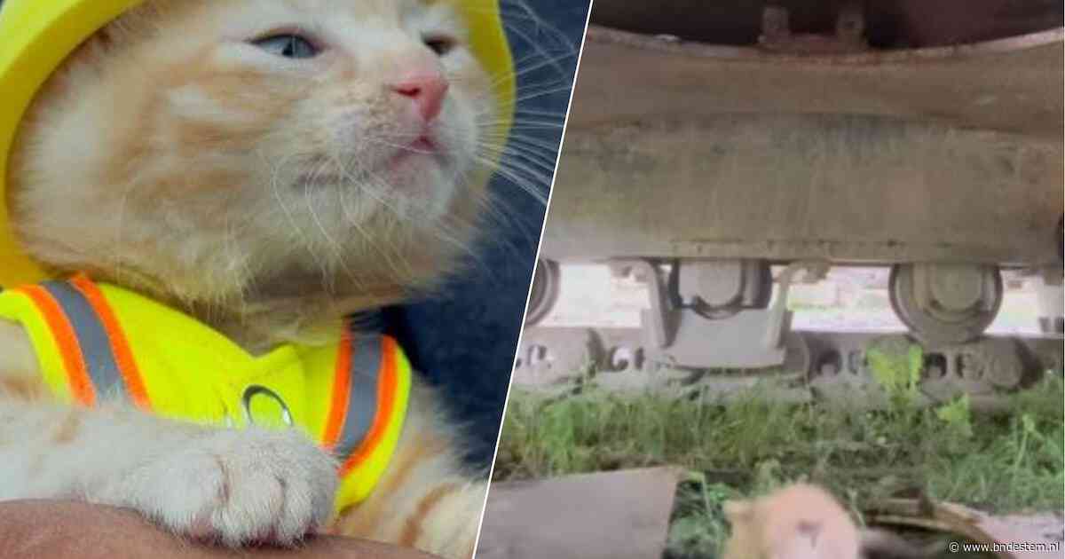 Van gemiauw uit een graafmachine naar miniwerkkleding: kitten Sue steelt de harten van de bouwvakkers