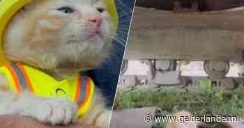 Van gemiauw uit een graafmachine naar miniwerkkleding: kitten Sue steelt de harten van de bouwvakkers