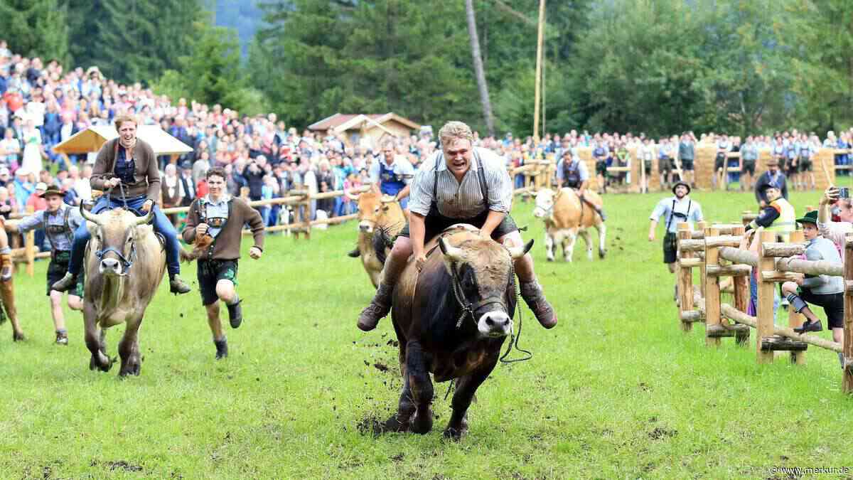 Jetzt wird‘s wieder tierisch zwischen Simetsberg und Karwendel