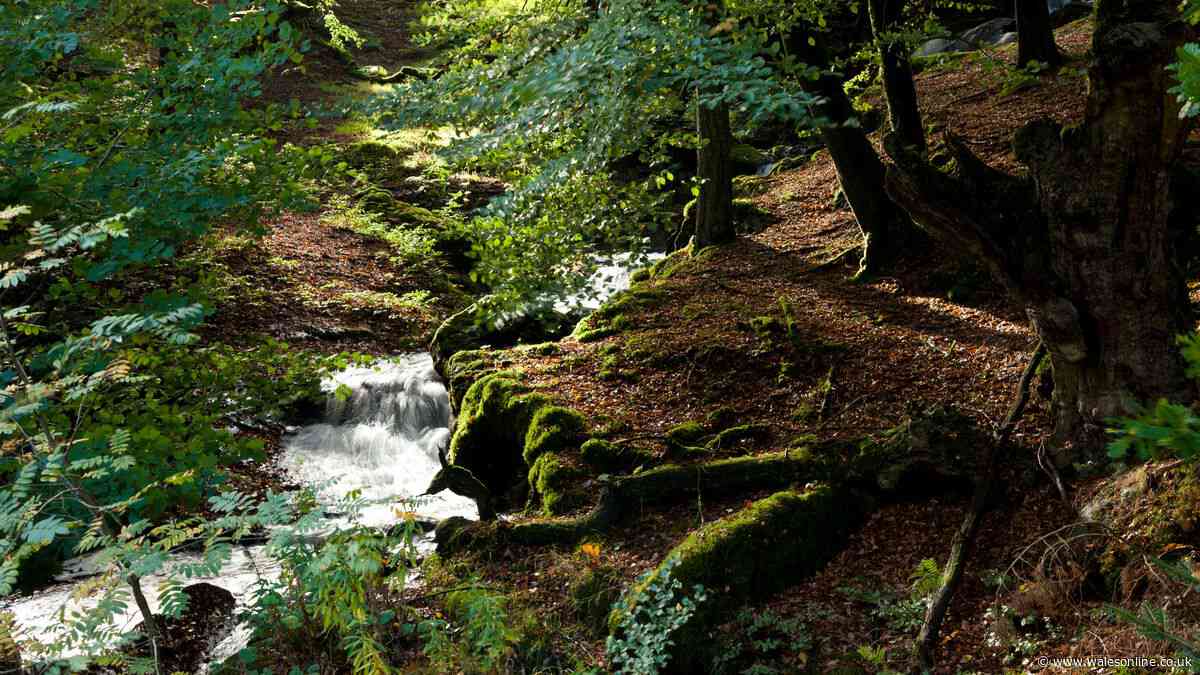 Wales' little-known rainforests that are among the last examples in Europe