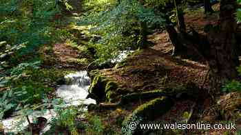 Wales' little-known rainforests that are among the last examples in Europe
