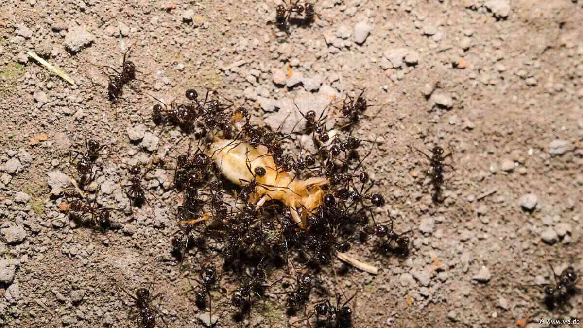 Warum nach einem Ameisenköder plötzlich mehr Tiere auftauchen – und was dahintersteckt