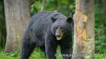 Woman mauled to death by bear in her own home after fighting off 'big' intruders