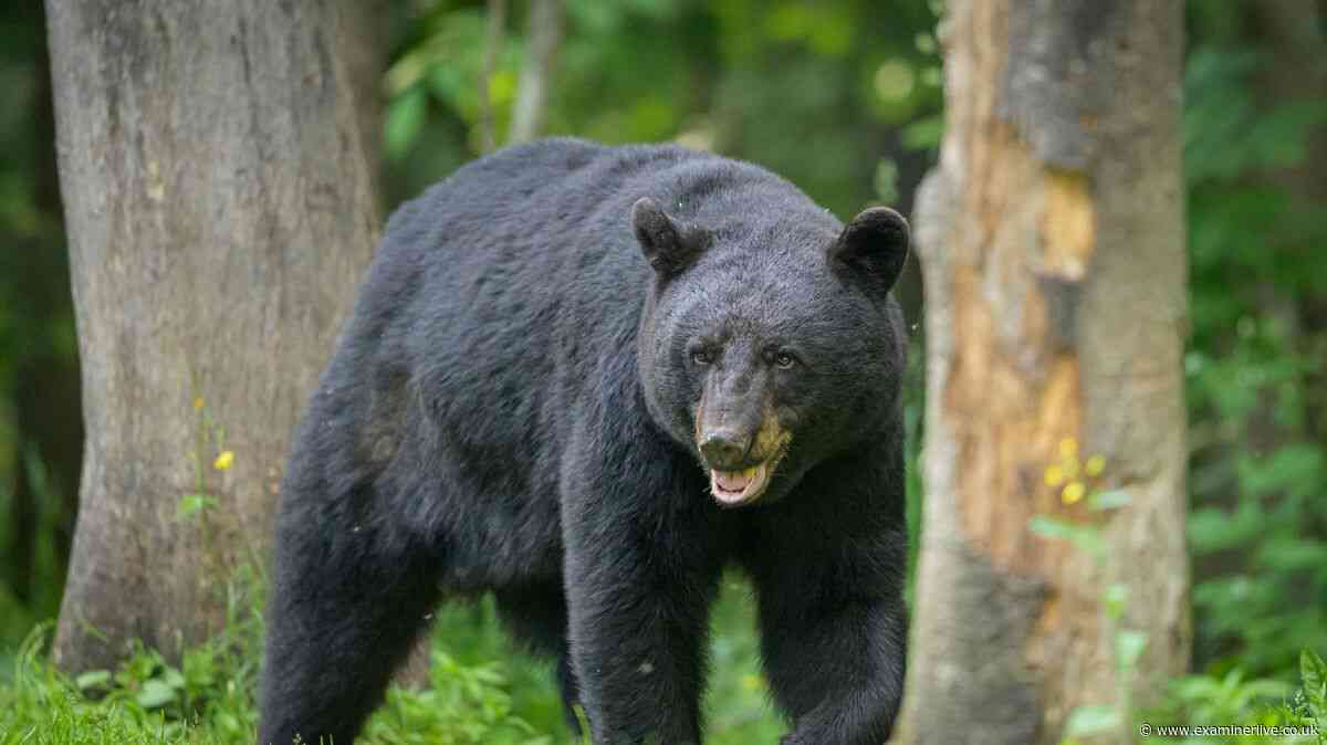 Woman mauled to death by bear in her own home after fighting off 'big' intruders