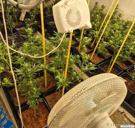 Twee hennepkwekerijen ontmanteld, ruim 180 planten aangetroffen