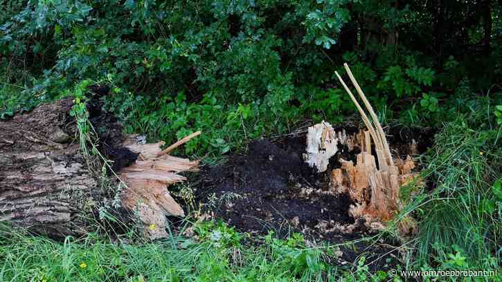 Vier maanden voor dodelijk ongeluk stonden bomen in Boxtel al op kaplijst