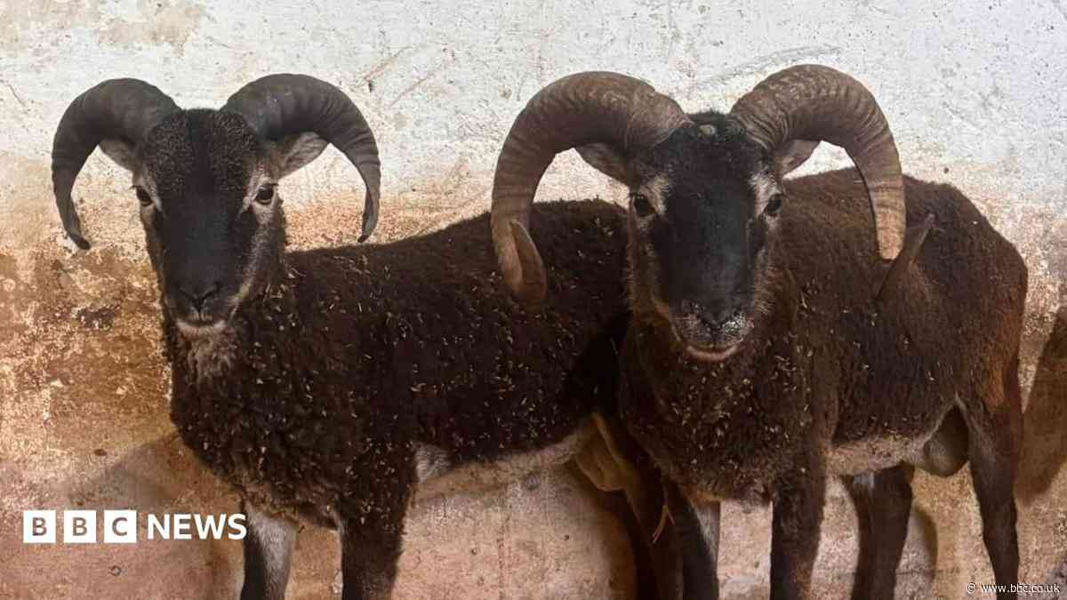Search for rare sheep roaming wild near two towns