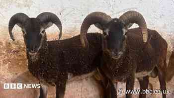 Search for rare sheep roaming wild near two towns