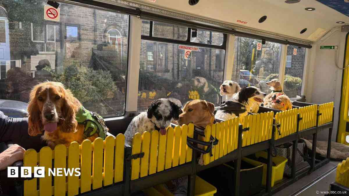 Owner 'heartbroken' after vandals target dog bus