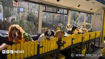 Owner 'heartbroken' after vandals target dog bus