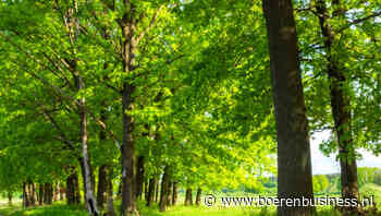 De boom en het bos in een woud aan regels