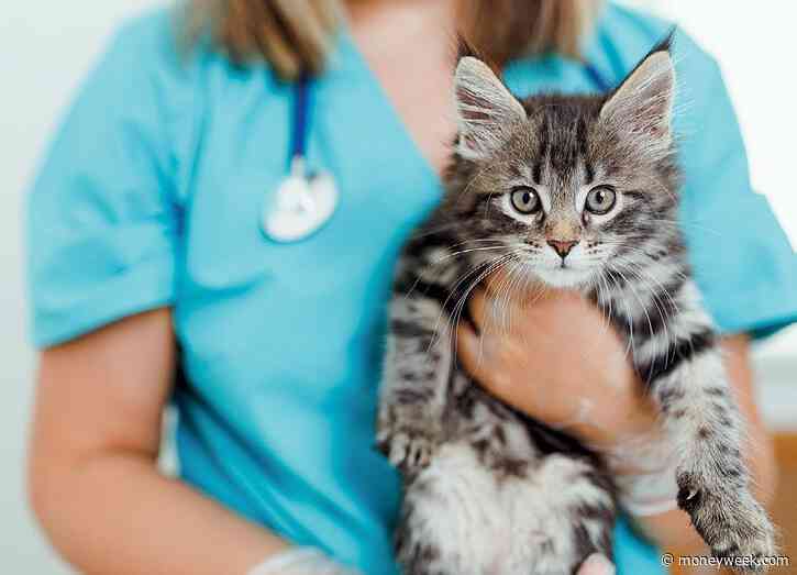 CVS Group: aveterinary services firm purring along nicely
