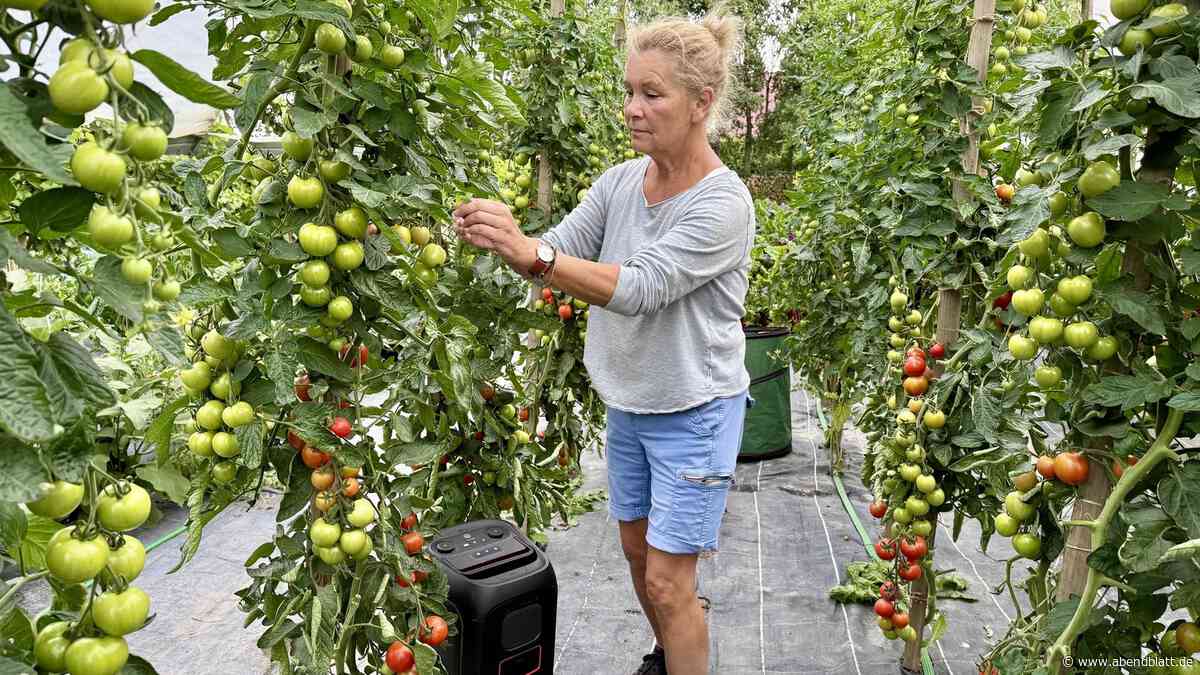 Mozart für Tomaten: Warum eine Bäuerin im Alten Land ihr Gemüse beschallt