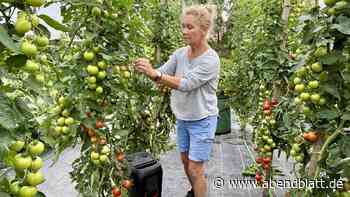 Mozart für Tomaten: Warum eine Bäuerin im Alten Land ihr Gemüse beschallt
