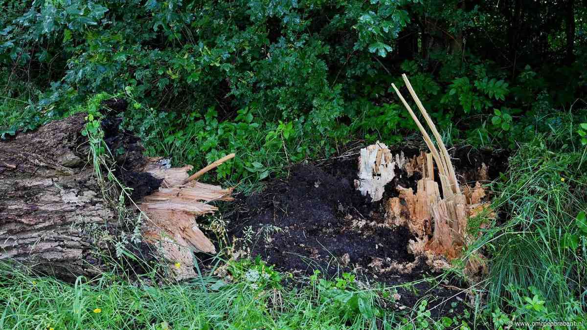 Slechte bomen waren al maanden in beeld bij gemeente vóór dodelijk ongeluk