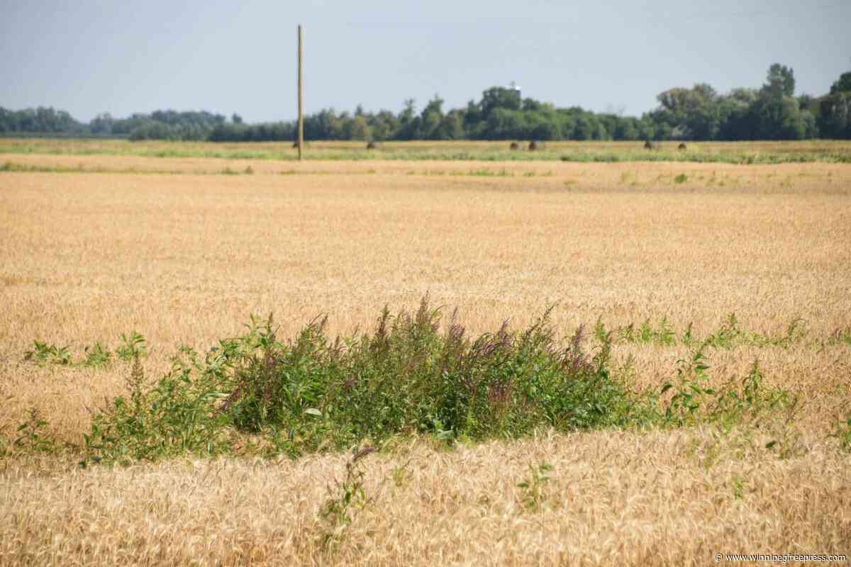 Beware invasive, ‘frightening’ waterhemp