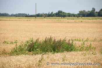 Beware invasive, ‘frightening’ waterhemp