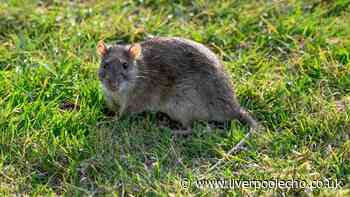 Keep rats away from your garden for good with 3 plants they can't stand