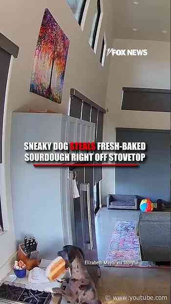 Dog steals fresh-baked sourdough right off stovetop #shorts #fox #media #dog