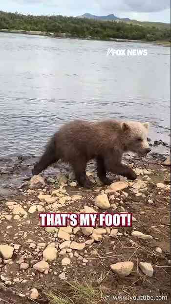 Baby bear stops to nibble on wildlife photographer's shoe #shorts