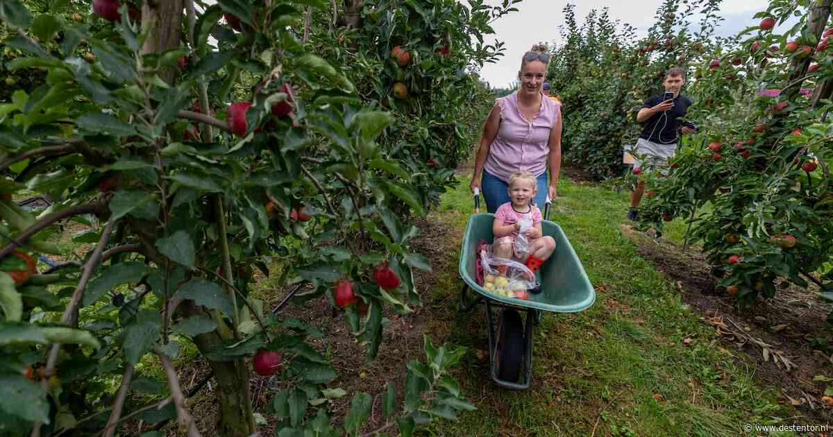 Yvon Jaspers opent plukseizoen in Kraggenburg. ‘Geef mij maar een imperfecte appel’