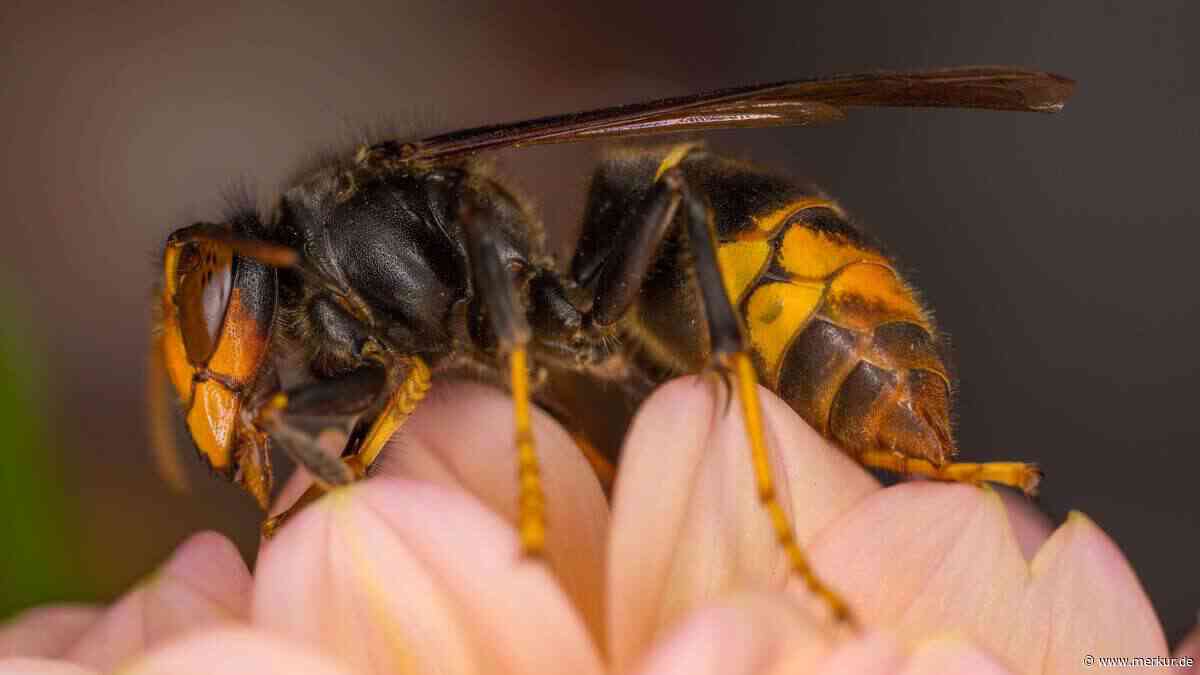 „Ob wir wollen oder nicht“: Biologin erklärt, warum die Asiatische Hornisse nicht mehr aufzuhalten ist