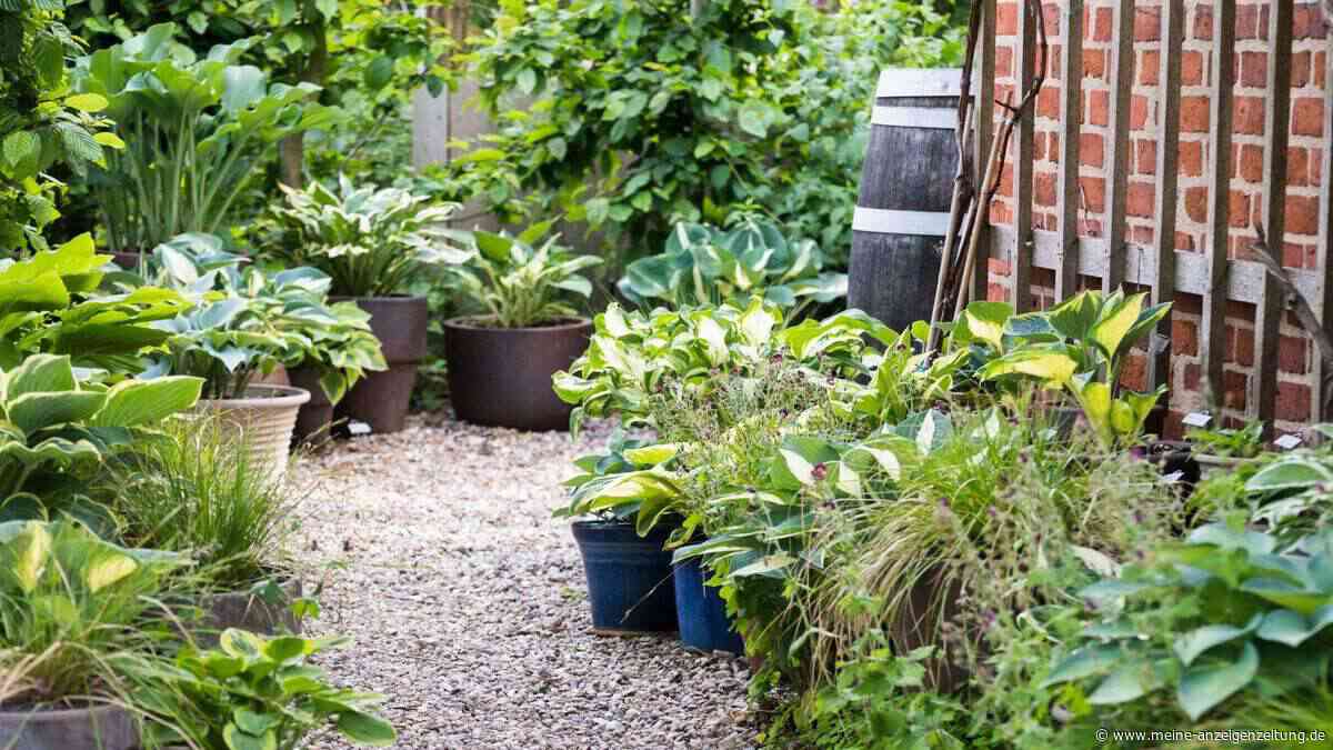 Kiesweg ohne Jätarbeit: Was Landschaftsgärtner wissen – und viele Gartenbesitzer nicht