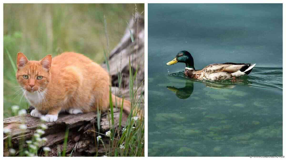 Die Welt durch andere Augen sehen: Diese Clips zeigen, wie Tiere die Umgebung erleben