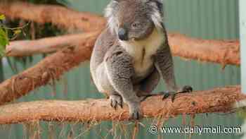 The distressing allegations about zoo animals that have been dismissed by bureaucrats - now an activist MP is demanding answers after worried families say they were ignored when they sounded the alarm