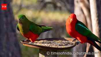 Backyard Bird Feeding Risks: Experts warn of H5N1 spread; officials urge native plants