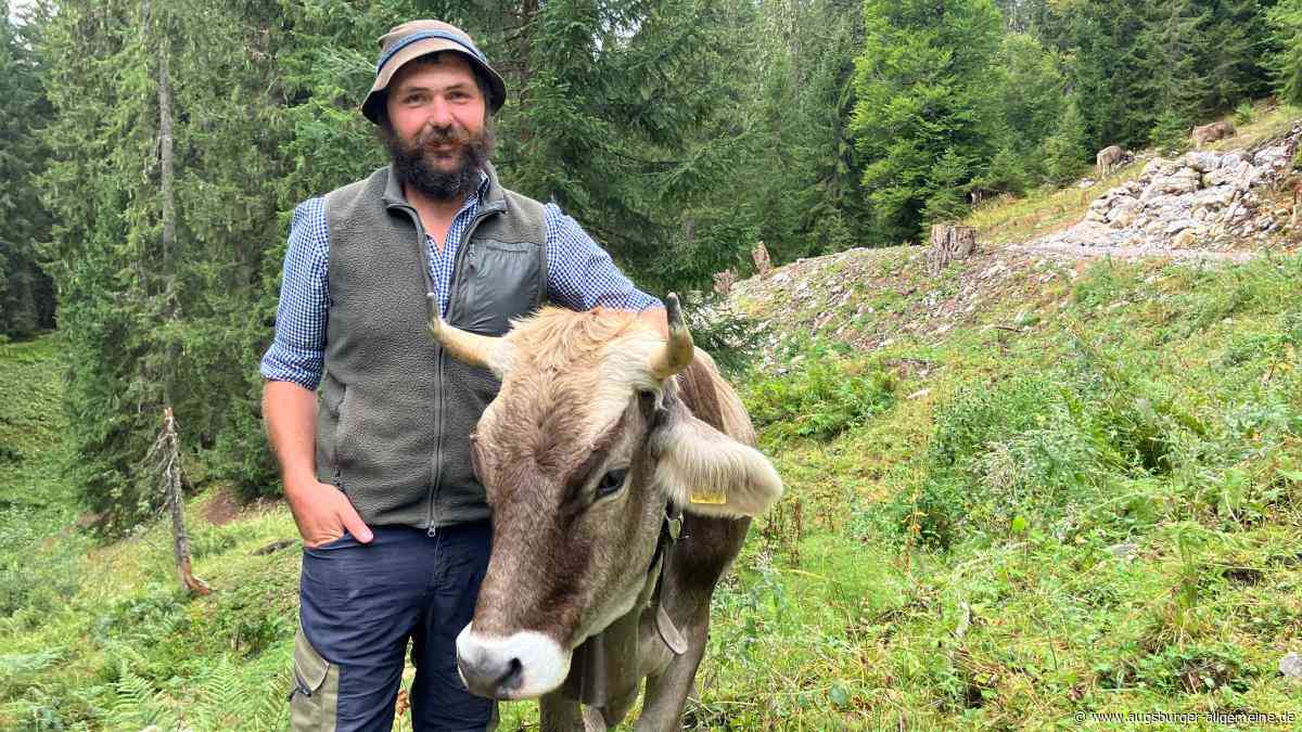 Immer mehr Kuhattacken auf den Almen? „Die Kuh ist ja kein Werwolf“