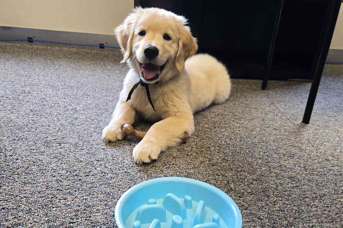 Meet the very good boy helping Ulster County’s first responders