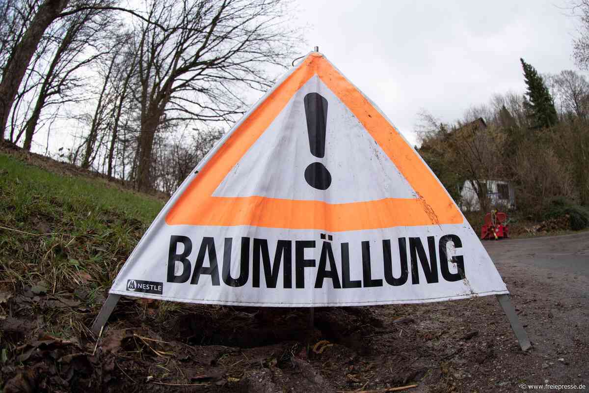 Schwarzenberg: Sperrungen auf Steinweg und an der Bahnhofstraße wegen Baumfällungen