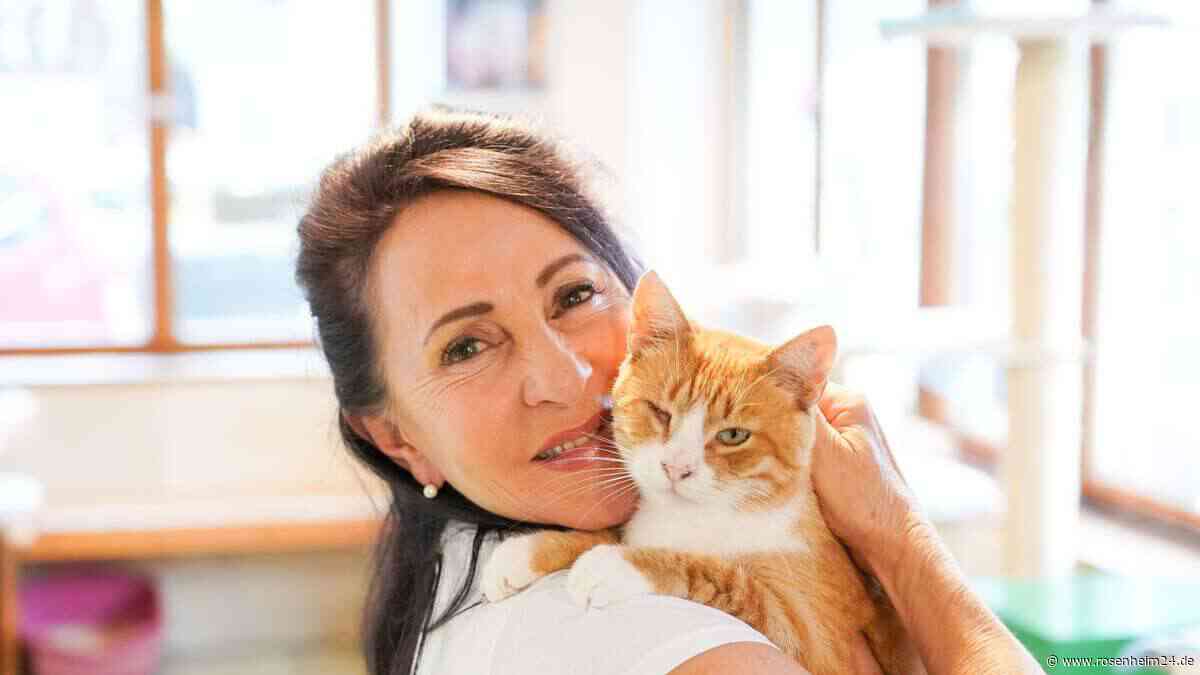Gemeinderat Bruckmühl lehnt neue Katzenpflegestation ab – was der Verkehr damit zu tun hat
