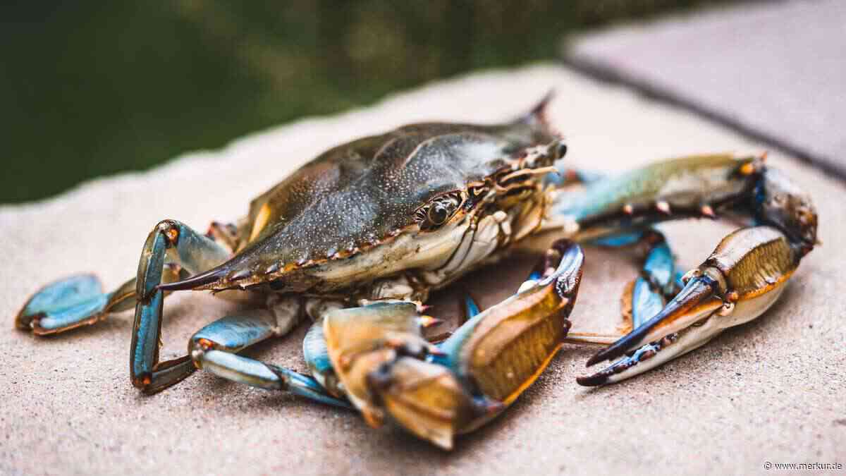 Italien bekämpft Blaukrabben-Invasion mit Armee von Oktopussen