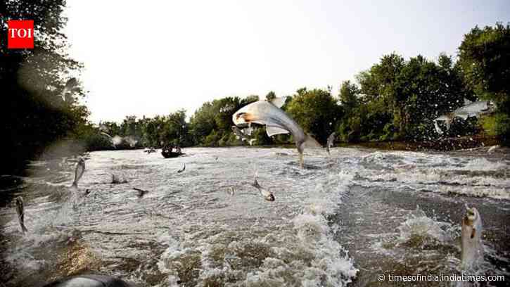 In 2009, Minnesota treated Pickerel Lake with fish poison to remove common carp; water clarity rose nearly 600% and plant cover climbed from 4.6% to 90%