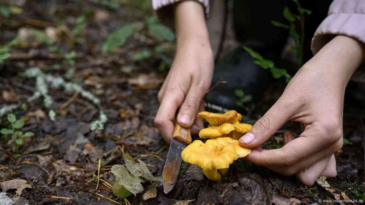 Schwammerl-Frust in Bayern – doch es gibt noch Hoffnung für Sammler