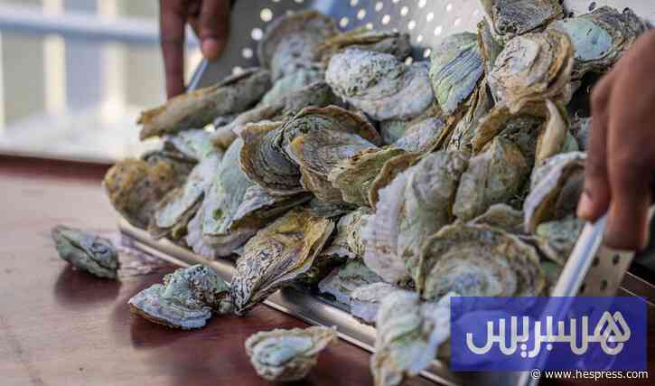 حظر جمع وتسويق صدفيات بآسفي