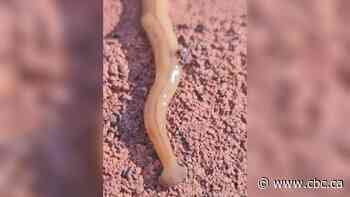 Q&A: What to know about invasive hammerhead worms found in Cambridge