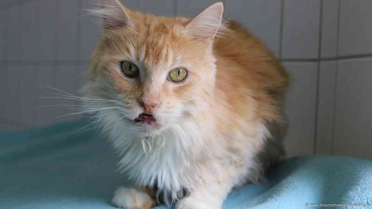 Krank und alleine: Maja hofft im Tierheim Braunschweig auf ein neues Zuhause