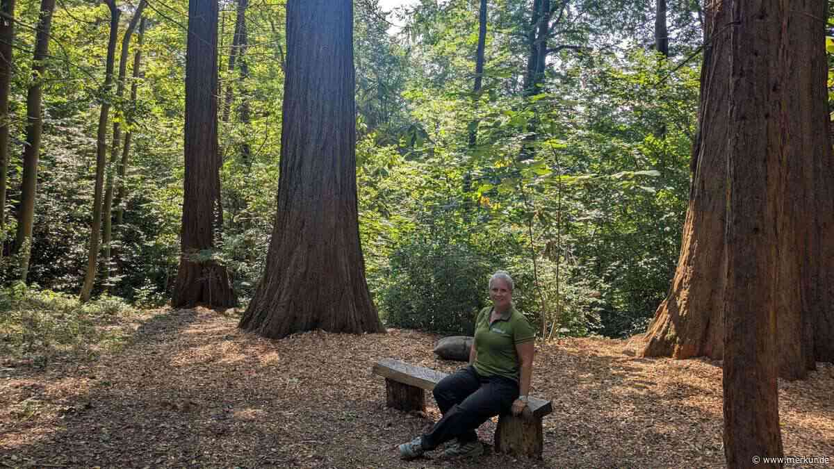 180 Baumarten aus aller Welt: Hier riecht ein Baum nach frischem Kuchen