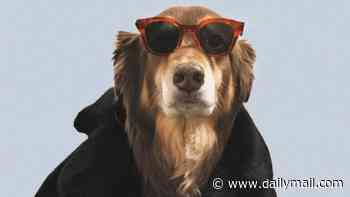 Every Dogue has its day: Underdog magazine takes on owners of Vogue in bitter tit-for-tat copycat legal fight