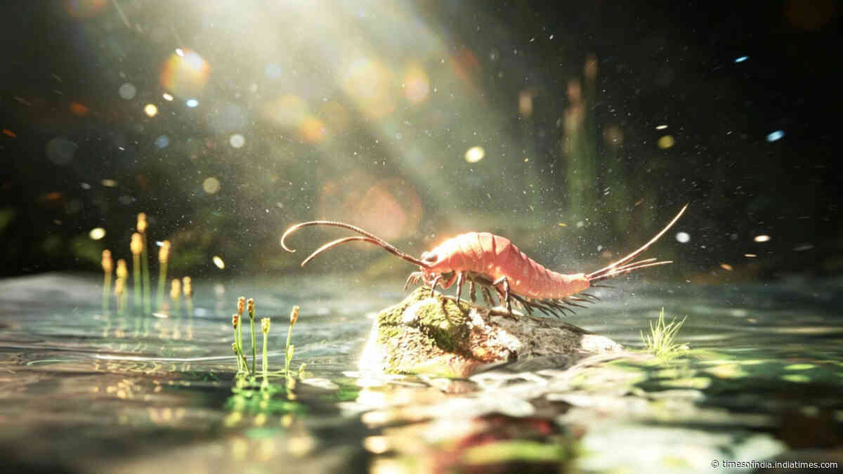 324-million-year-old insect still had swimming paddles
