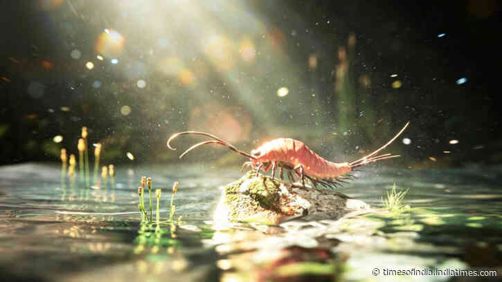 324-million-year-old insect still had swimming paddles