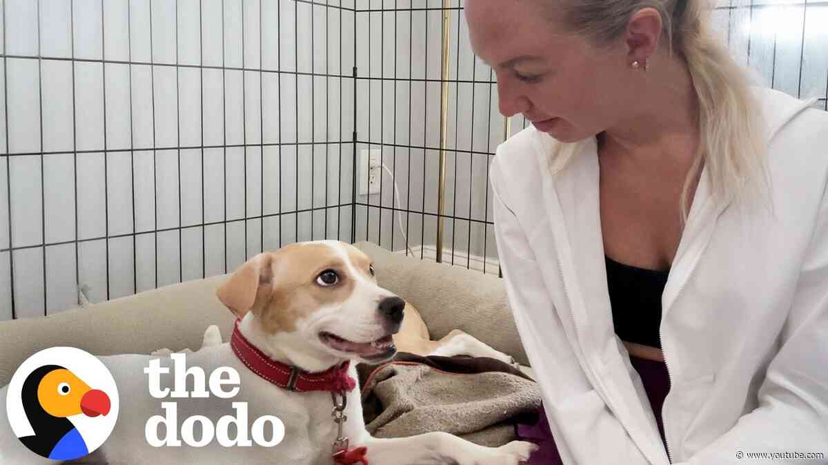 Feral Puppy Won't Stop Growling Until She Meets These Dogs | The Dodo