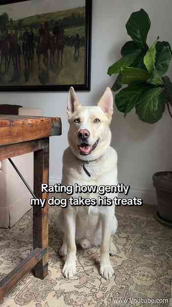 Rating How Gently my Dog Takes His treats | The Dodo