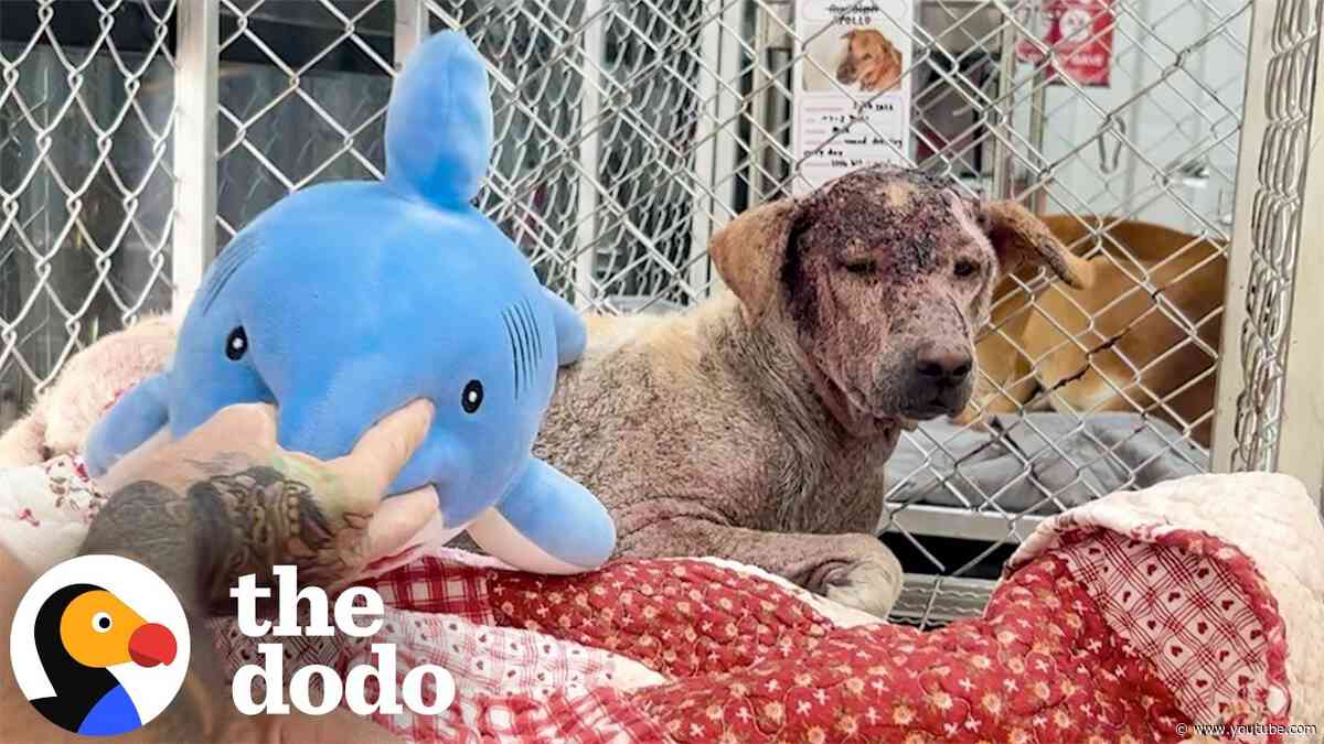 Dog Too Scared To Be Touched Learns To Trust With Help From A Shark Plushie | The Dodo