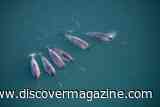Six Sensor-Wearing Narwhals Dove Where Ships Couldn&rsquo;t and Revealed Warm Water Reaching Greenland&rsquo;s Glaciers