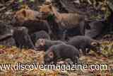 Five Bush Dog Pups Born at Chester Zoo Look Like Furry Little Potatoes and Offer Hope for a Near-Threatened Species